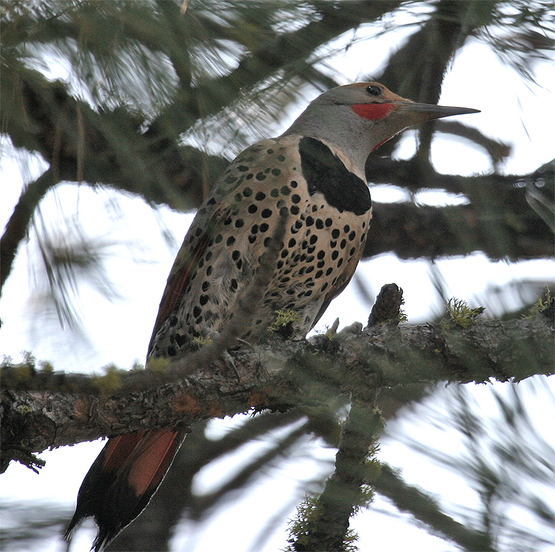 Northern Flicker