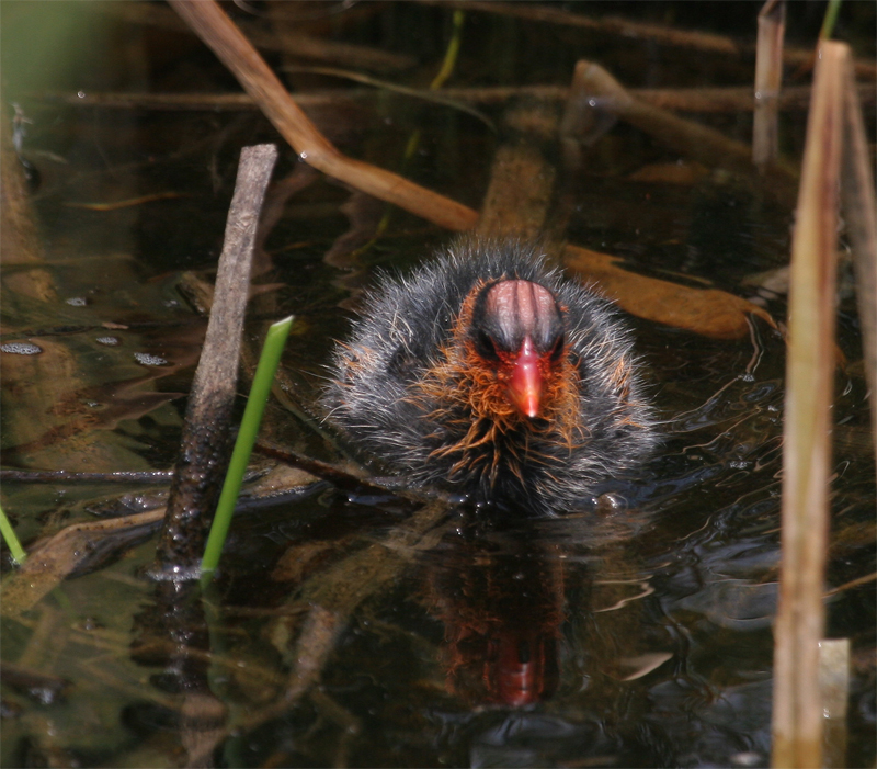 Baby Coot