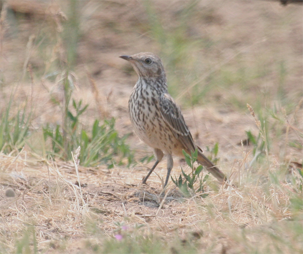 Sage Thrasher