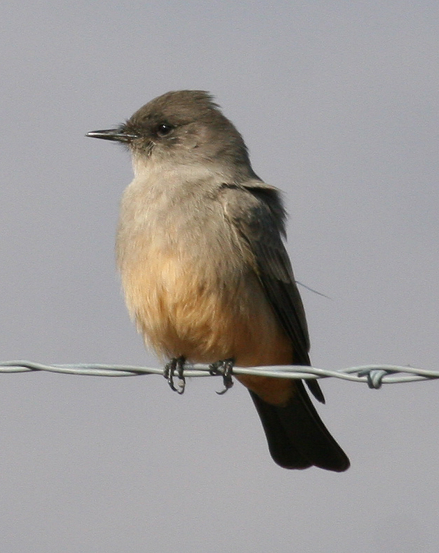 Say's Phoebe - Panoche Valley