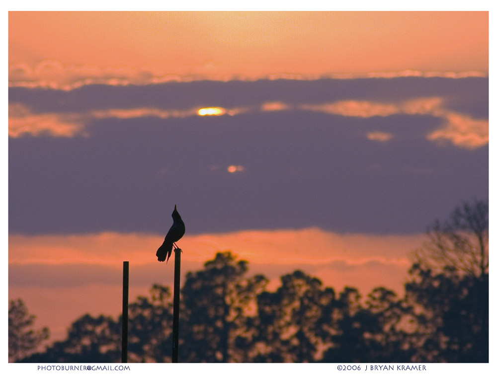 Grackle on a pole