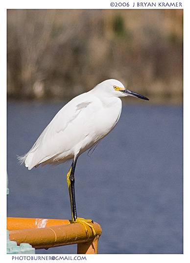 Snowy Egret