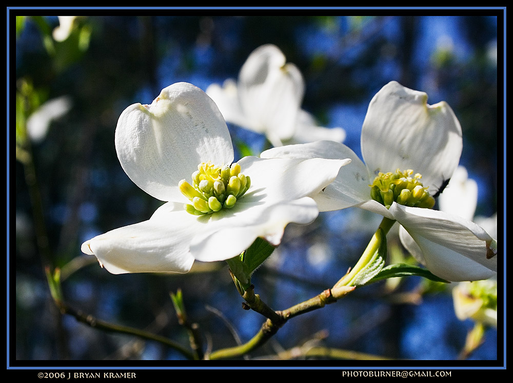 Spring dogwood