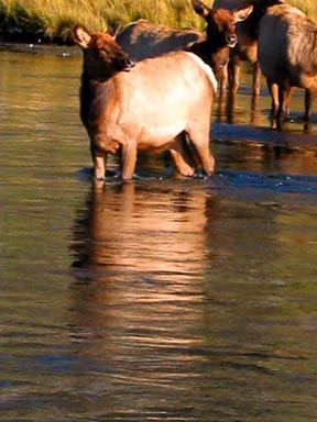 Elk Cows in the Firehole River