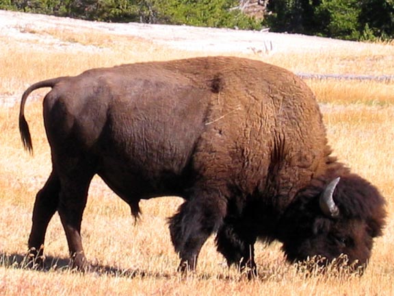 Bison Near Old Faithful