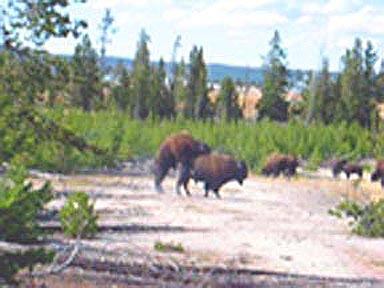  Yellowstone Country 2002