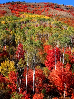 Idaho Palisades Fall Color