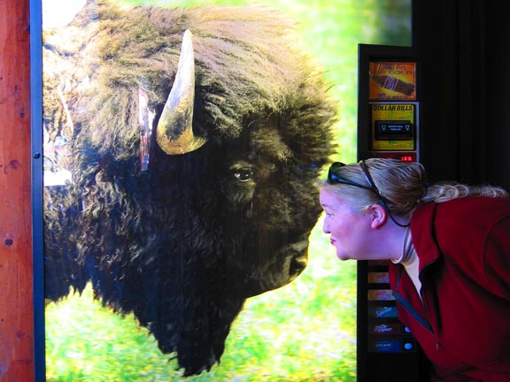 Kiss the Bison