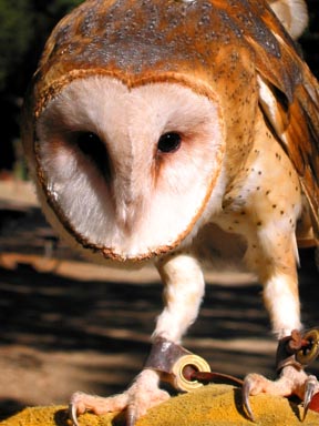 Barn Owl