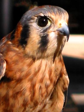 Kestrel