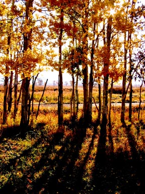 Aspens at Antelope Flats
