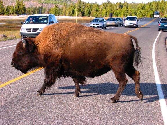 Bison Crossing