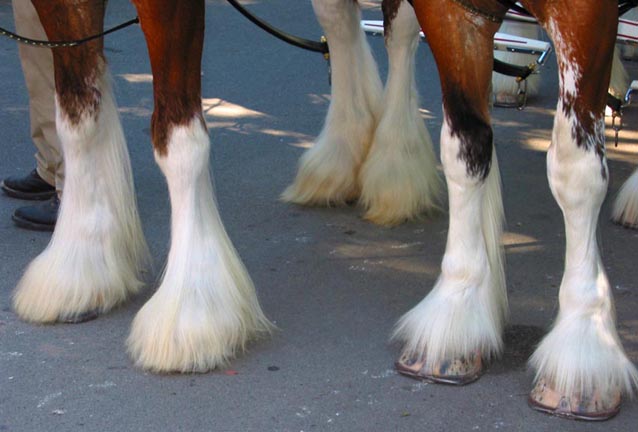 Clydesdales Hooves