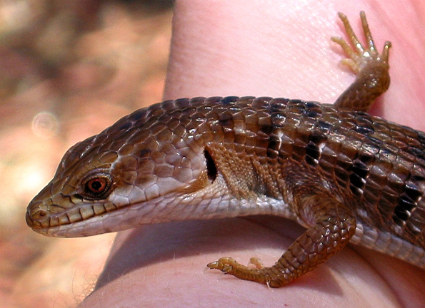 Southern Alligator Lizard Closeup