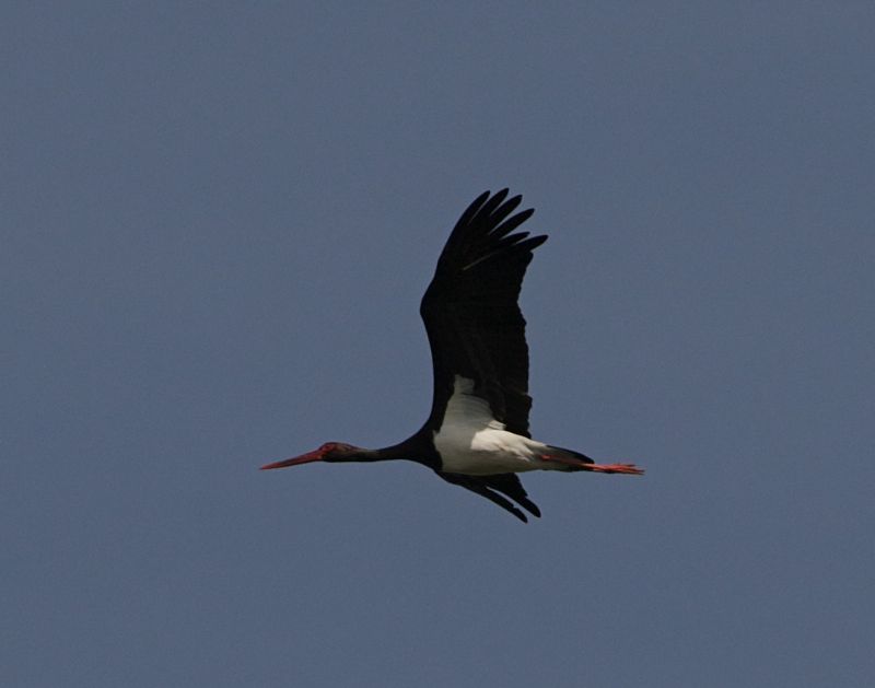 Svart stork (Black Stork)