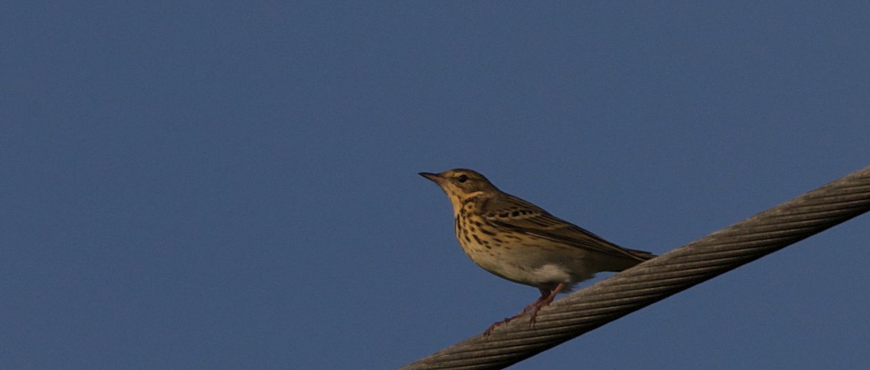 ngspiplrka (Meadow Pipit)