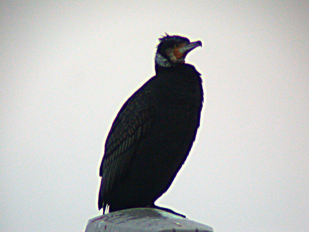 Storskarv (Cormorant)