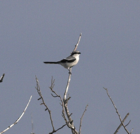 Varfgel (Great Grey Shrike)