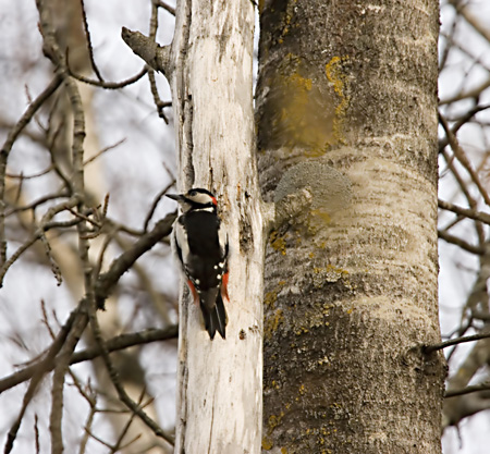 Strre Hackspett (Great Spotted Woodpecker)