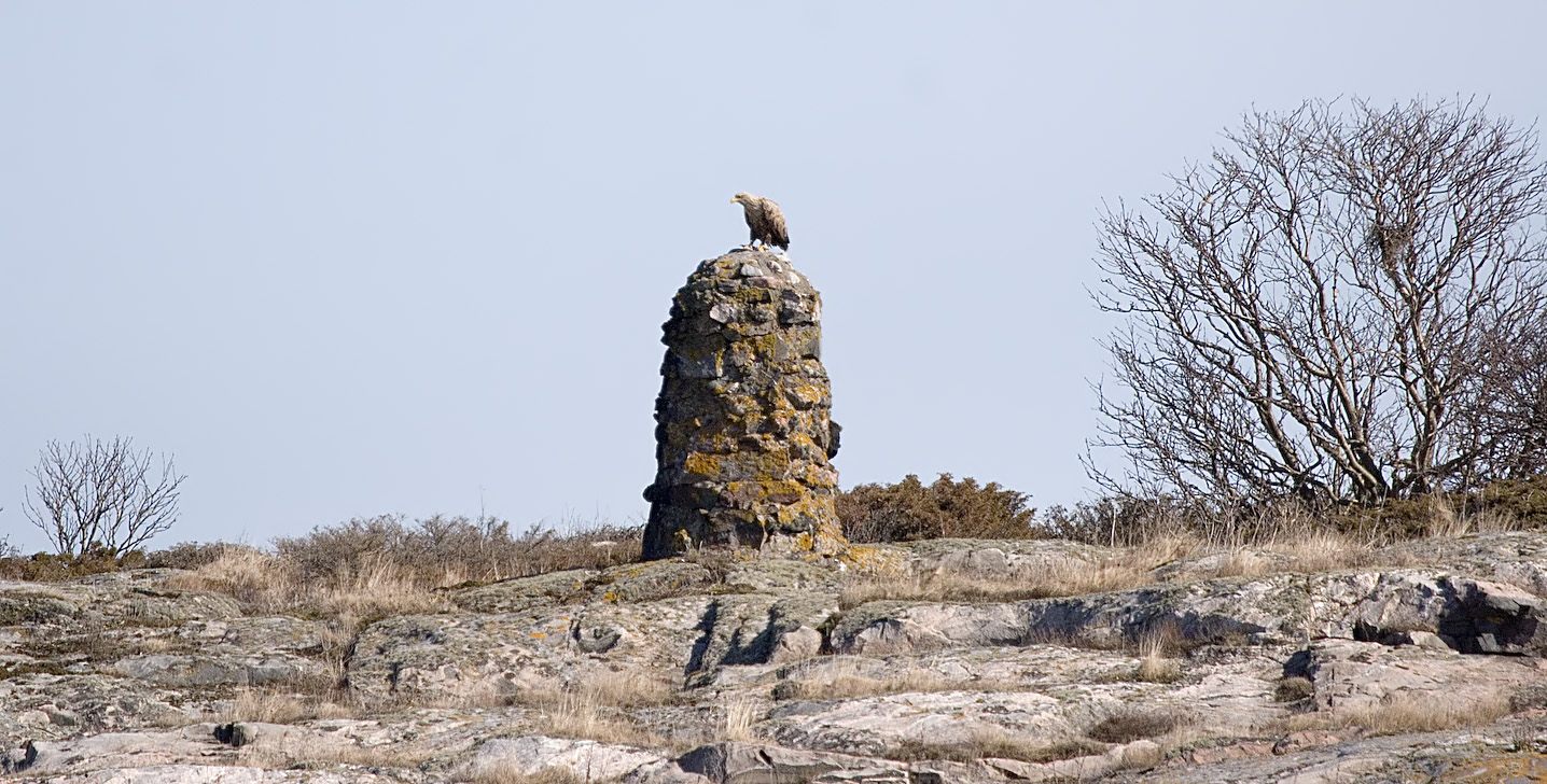 Havvsrn (White-tailed Eagle)