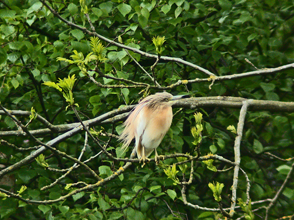 Rallhger (Squacco Heron)