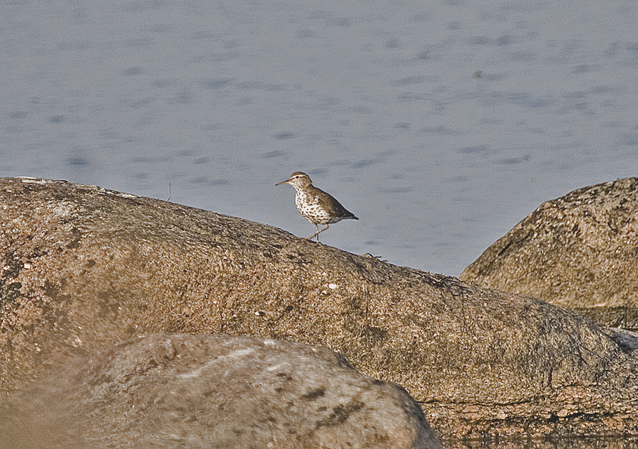 Flckdrillsnppa (Spotted Sandpiper)