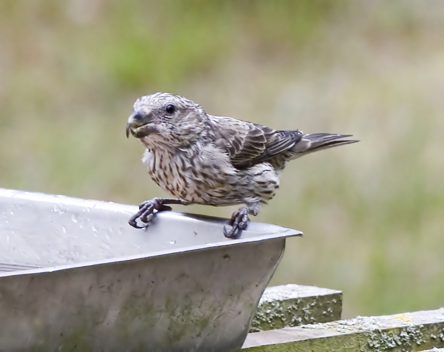 Strre korsnbb (Partot Crossbill)