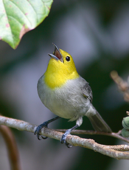 Yellow-headed Warbler