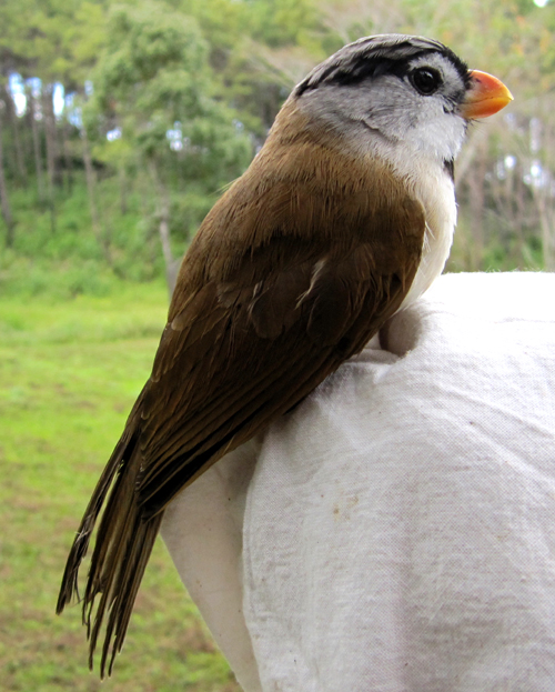 Grey-headed Parrotbill