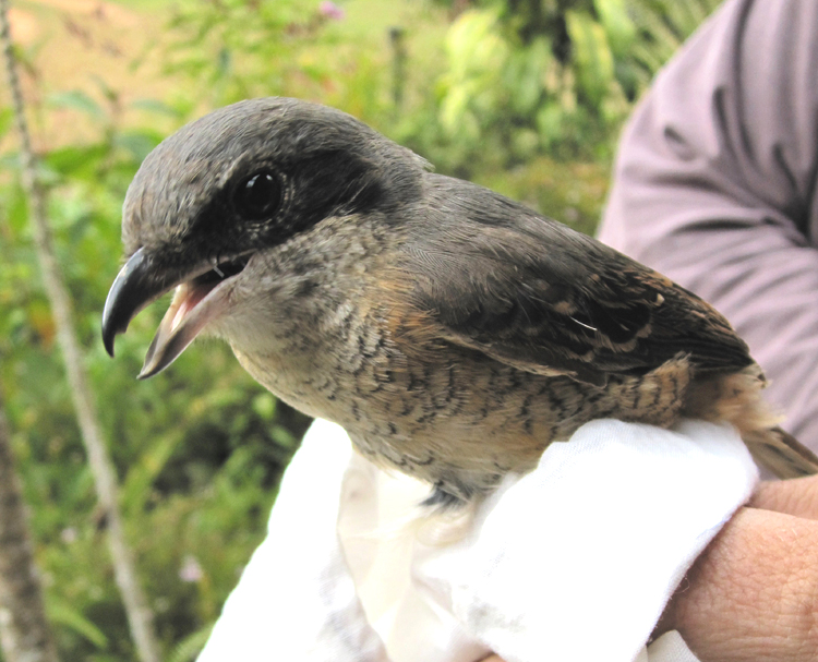 Grey-backed Shrike