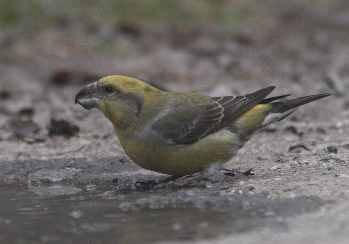 Parrot Crossbill