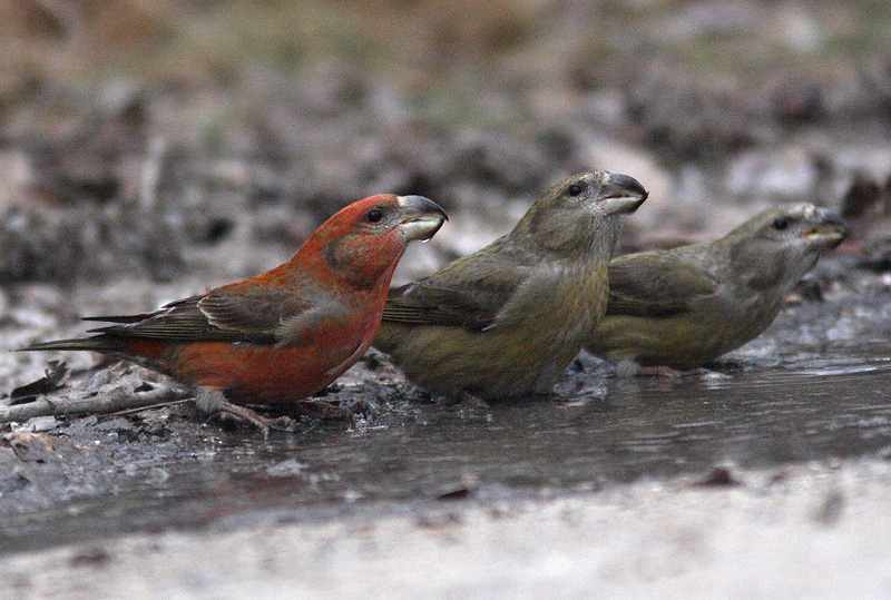 Parrot Crossbill