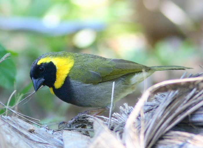 Cuban Grassquit