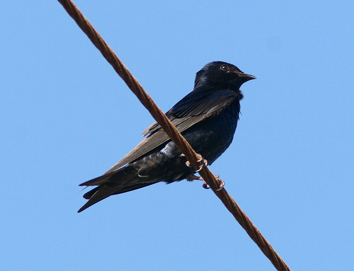 Cuban Martin