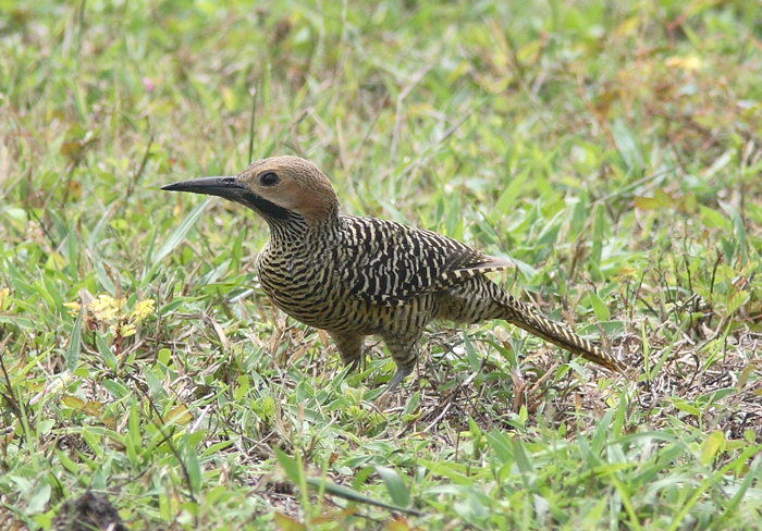 Fernandinas Flicker
