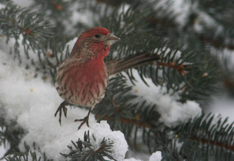 House Finch