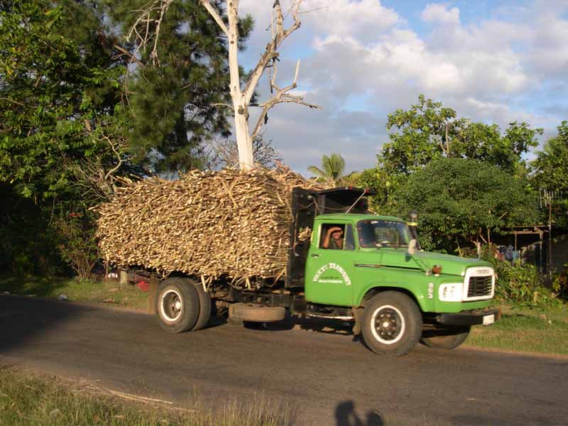 Sugar Cane