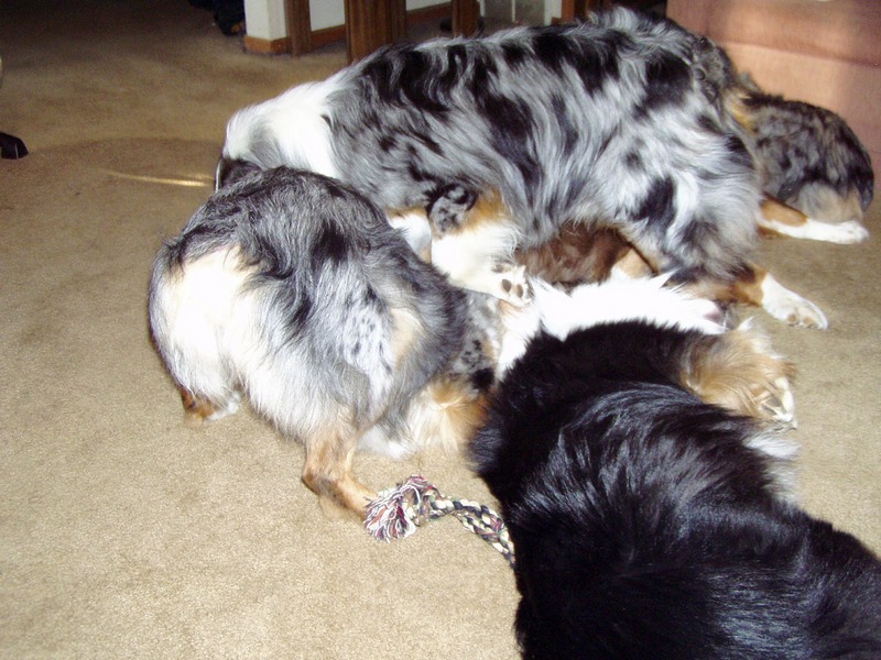 A pile of aussies..can you find 5 of them?