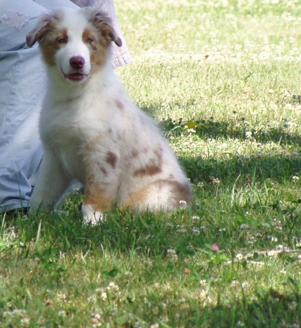 Sloan lacy Ajax cross