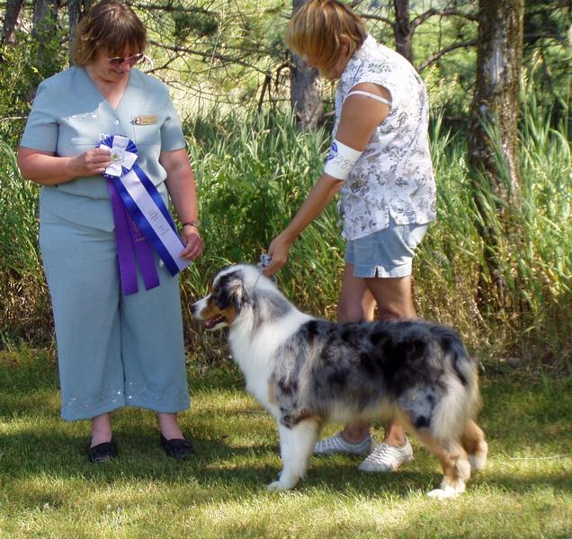 Porche owned by JnDs australian shepherds