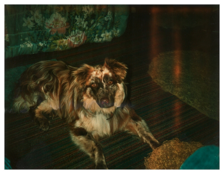 My first aussie Blue 1977 red merle