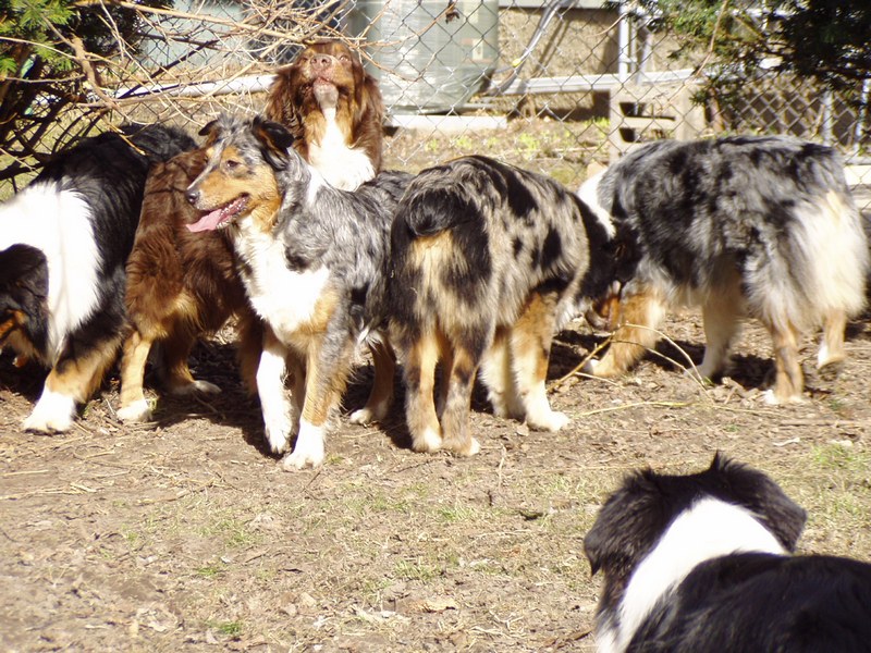 The gang
