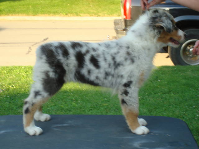 Ajaxs puppy.....blue girl