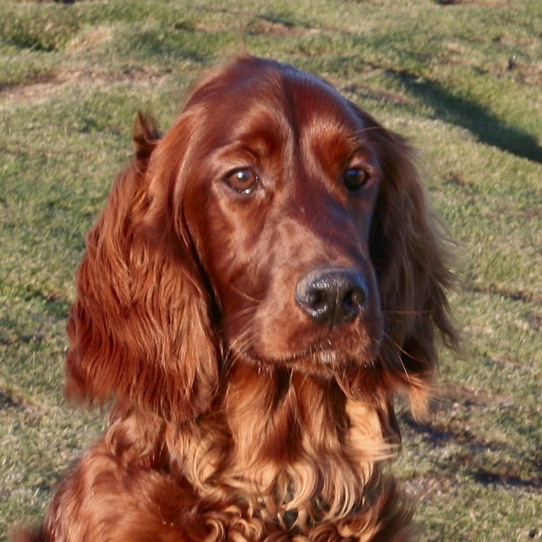 Mart - young red setter, that colour! One of my first DSLR shots