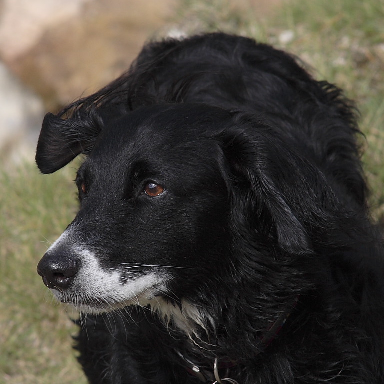 Billy - belonging to Lesley & Ian on a WPF meet