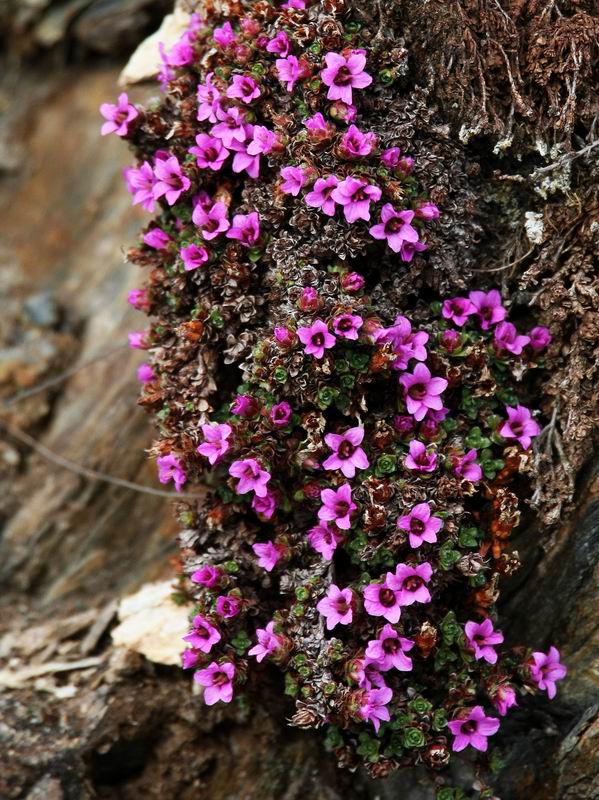 Purple Saxifrage (Purpurbrcka) Saxifraga oppositifolia