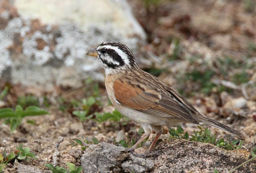 Socotra Bunting (Granitsparv) Emberiza socotrana