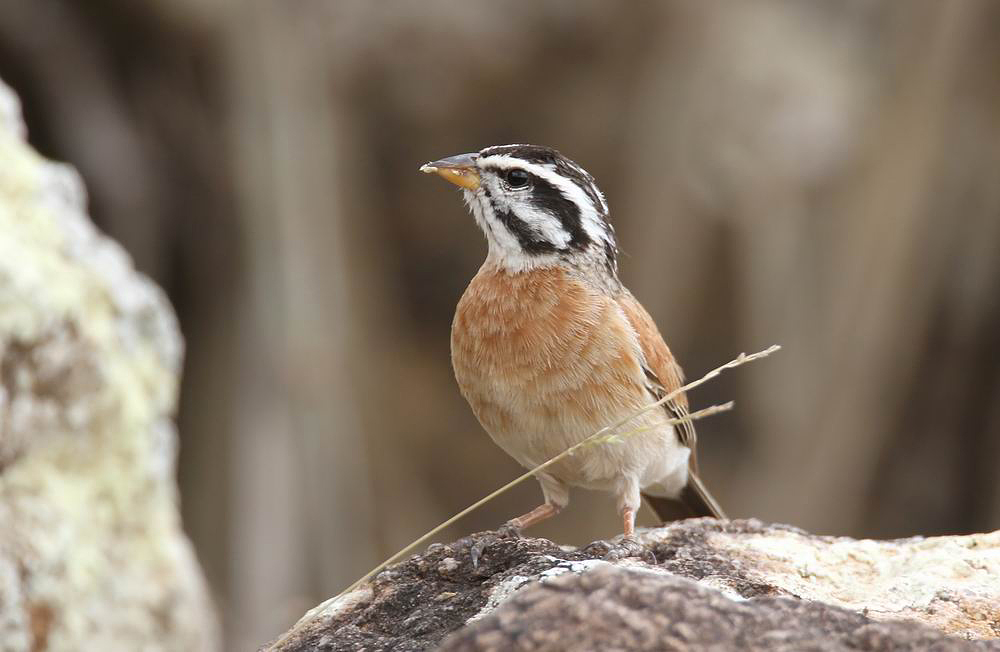 Socotra Bunting (Granitsparv) Emberiza socotrana