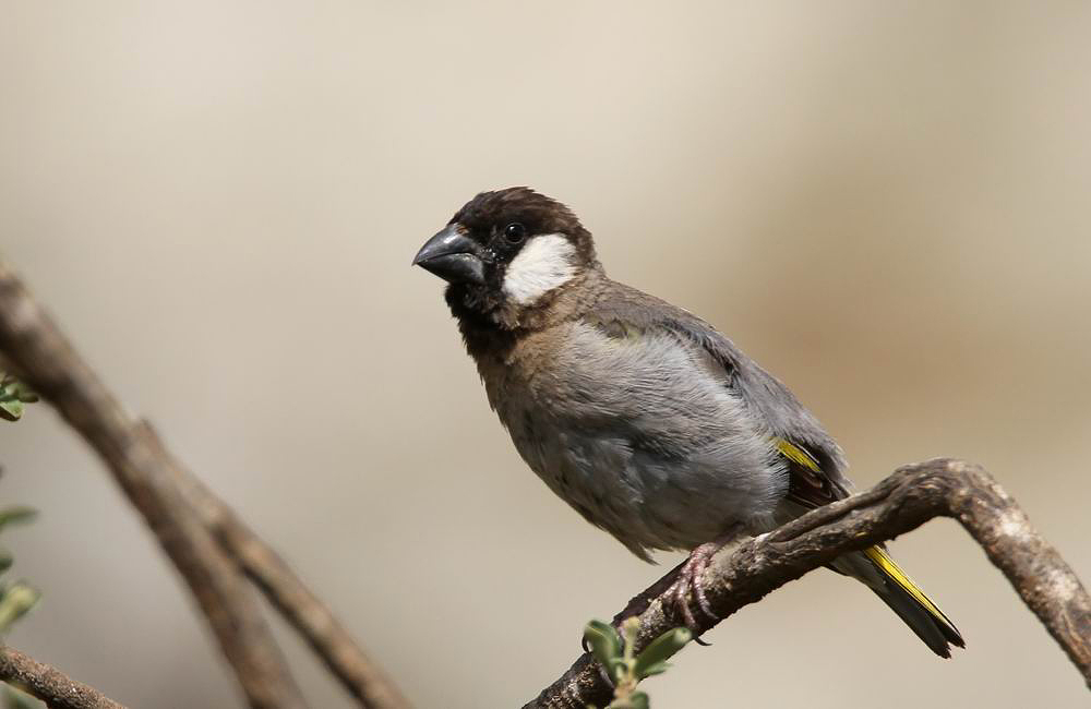 Socotra Golden-winged Grosbeak  ( Guldvingad fink) Rhynchostruthus socotranus