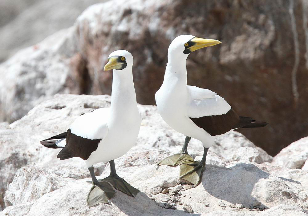 Masked  Booby (Masksula) Sula dactylatra